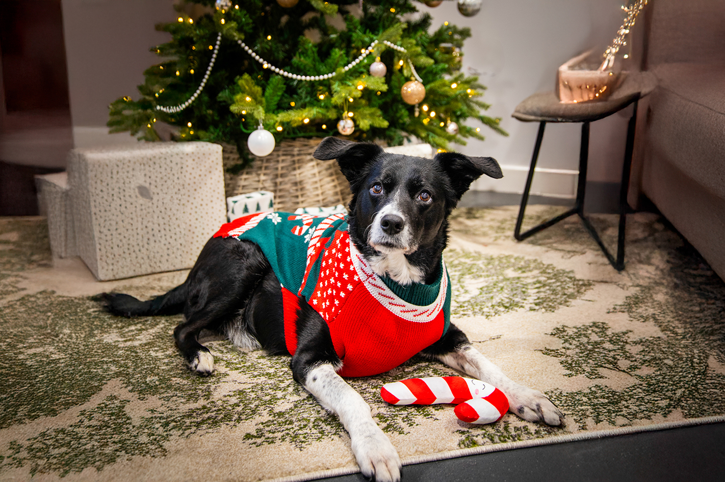 The Rosewood Pet Christmas Gift Guide 2025 is Here!